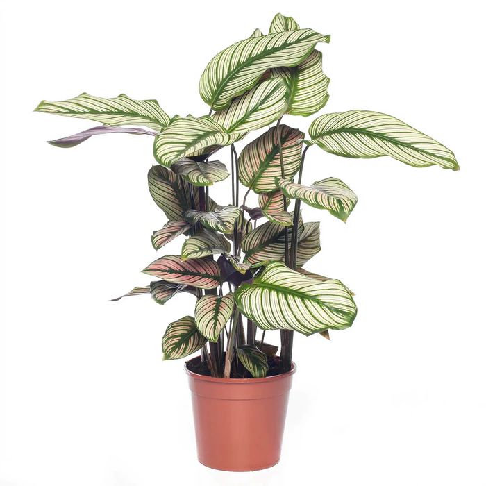 Calathea Whitestar