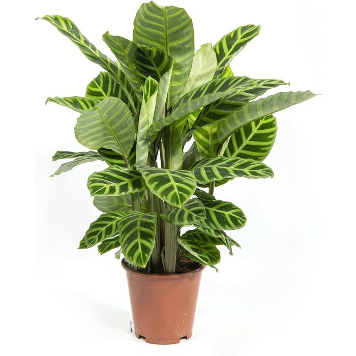 Calathea zebrina