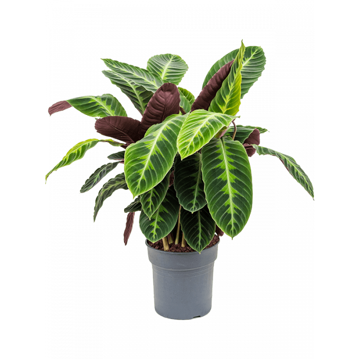 Calathea Warscewiczii 40cm