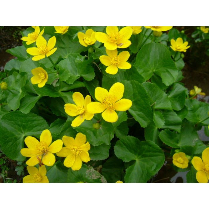 Caltha Palustris