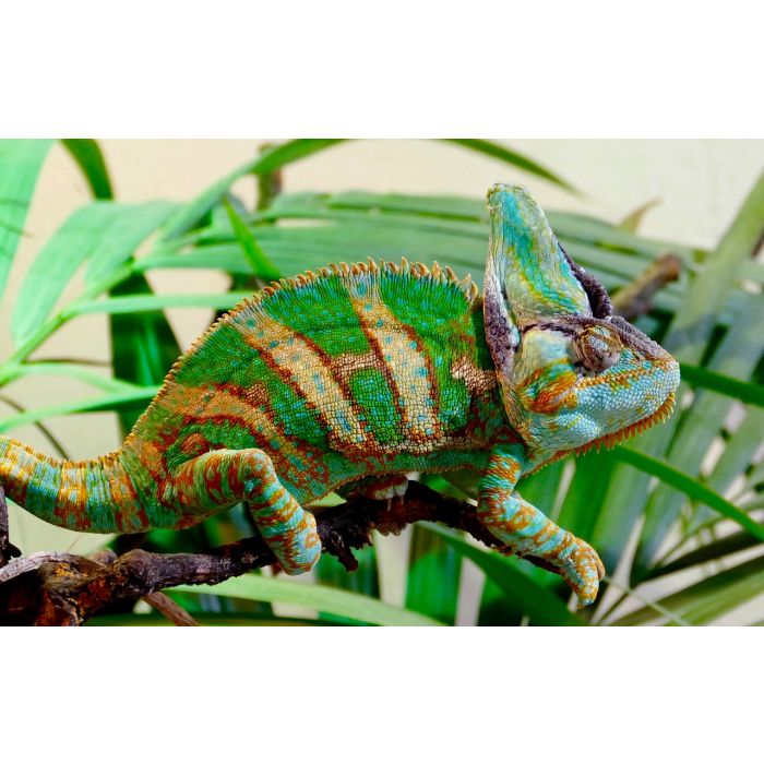 Camaleonte calyptratus