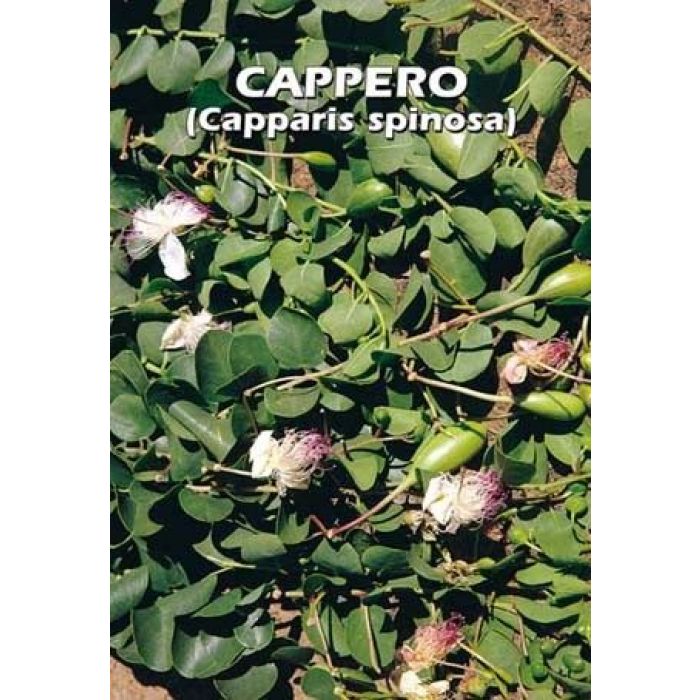 Semi Di Cappero (capparis Spinosa)