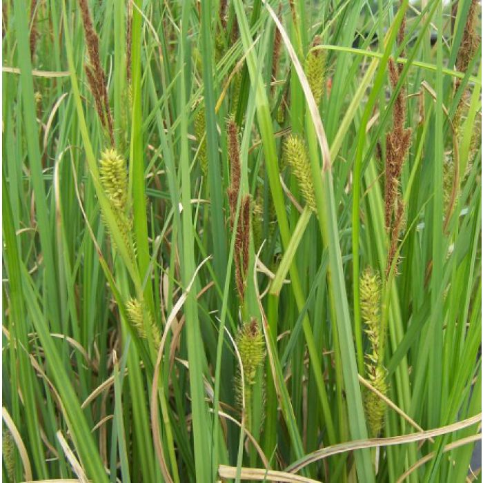 Carex Nigra