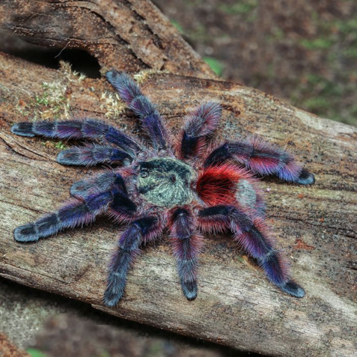 Caribena versicolor