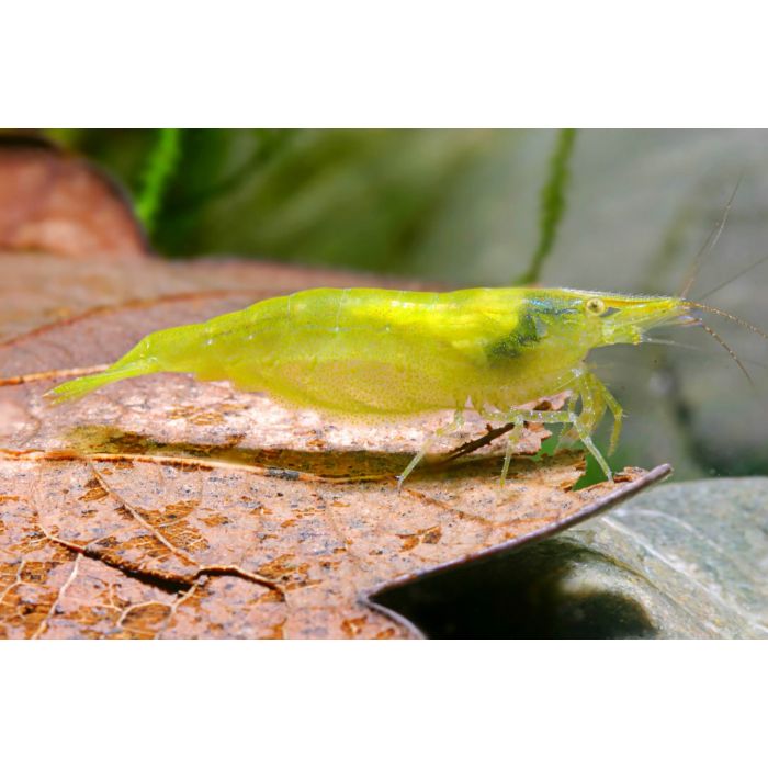 Caridina cf. babaulti "Indien green" - 2 esemplari