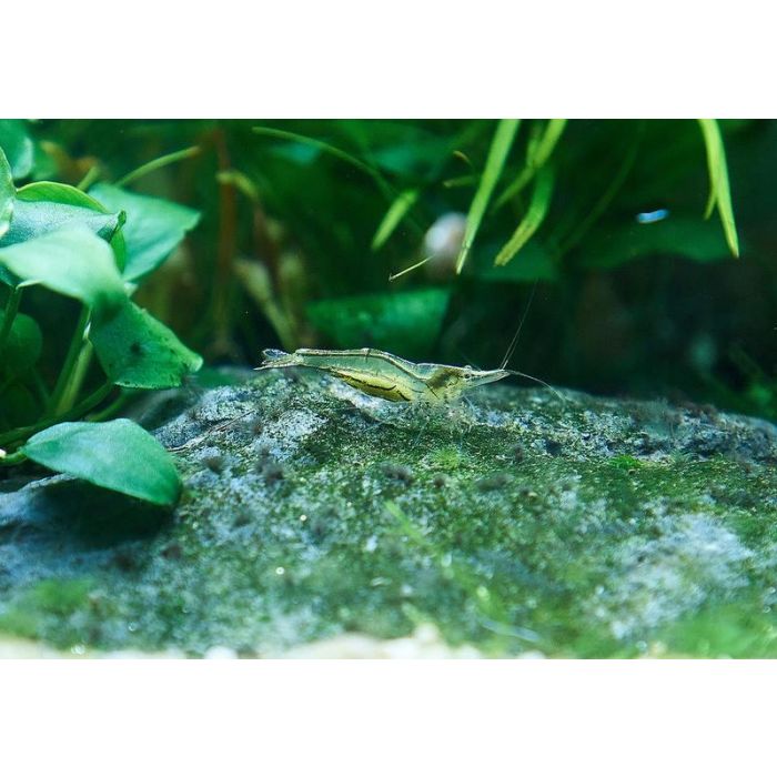 Caridina longirostris - 4 esemplari