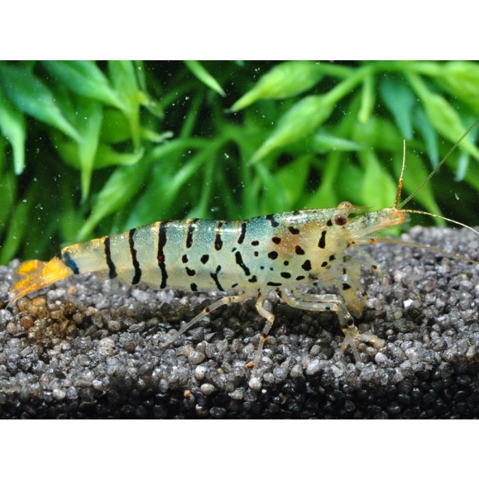 Caridina Mariae (ex.Tiger) Galaxy - 3 esemplari