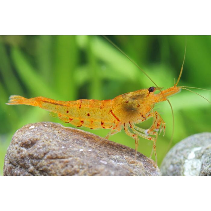 Caridina mariae (ex. Tiger) Tangerine - 2 esemplari