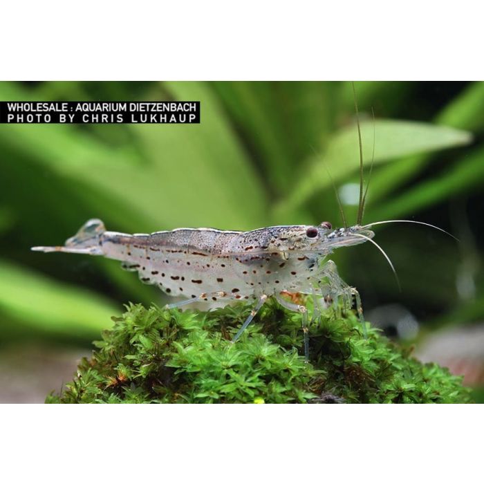 Caridina Multidentata (Ex Japonica) - 4 esemplari