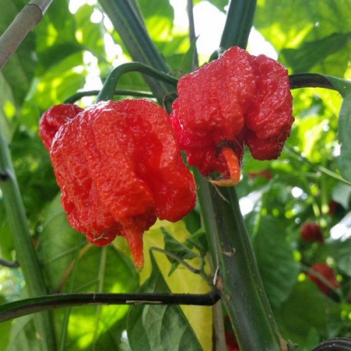 Pianta Di Peperoncino Carolina Reaper