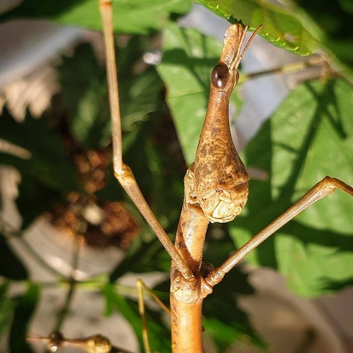 Pseudoproscopia latirostris - Cavalletta Testa di Cavallo