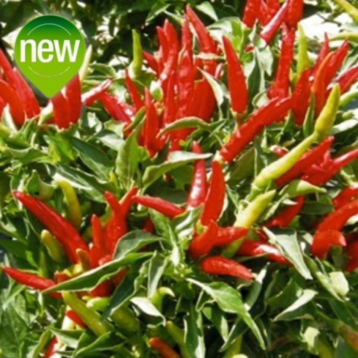 Peperoncino Piccante CAYAMBE