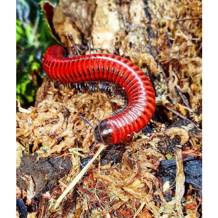 Centrobolus splendidus - Millepiedi rosso fuoco