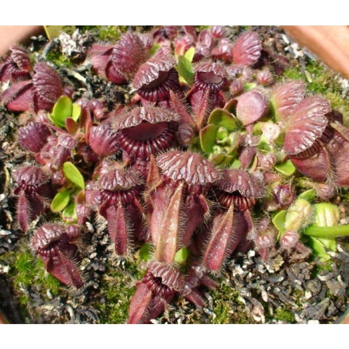 Cephalotus follicularis