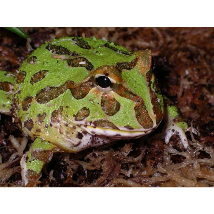 Ceratophrys Cranwelli - Rana pacman