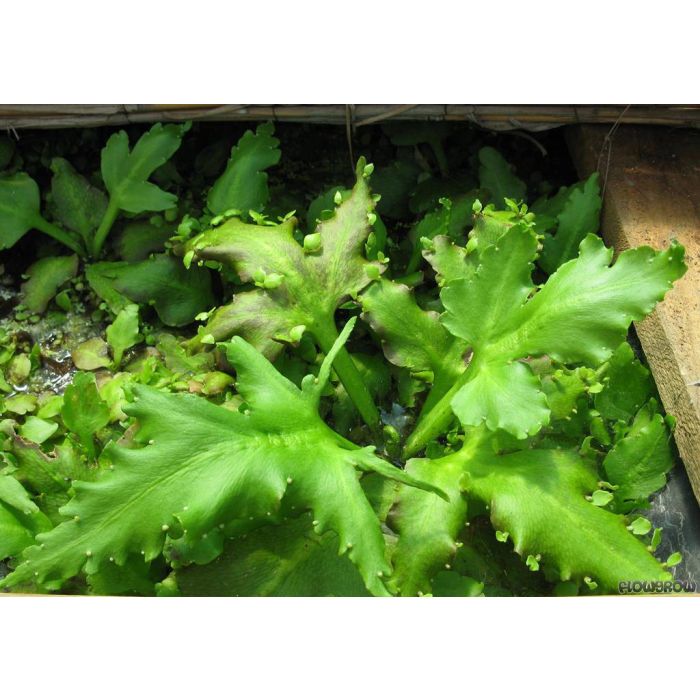 Ceratopteris pteridoides