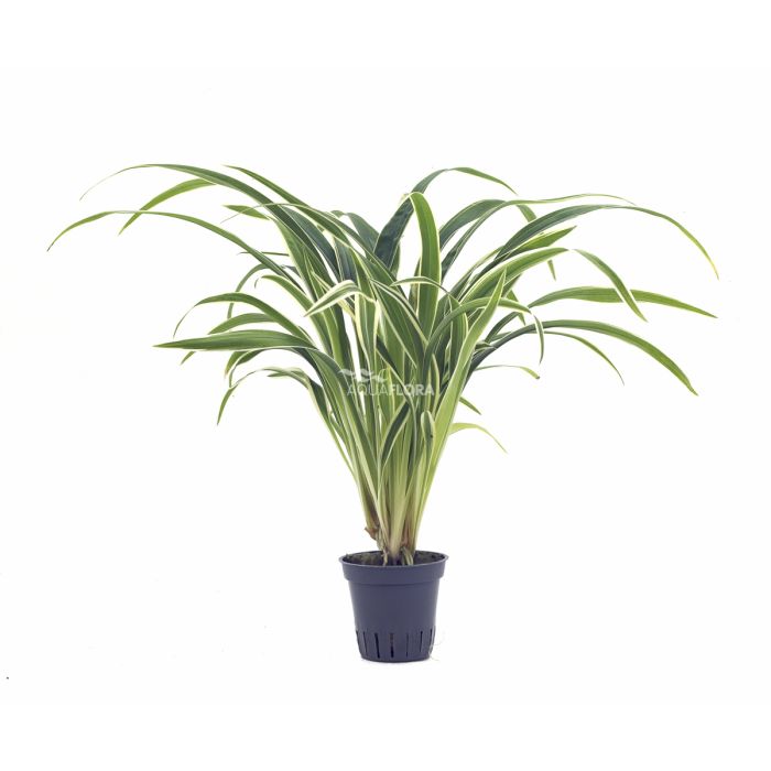 Chlorophytum bichetii - Aquaflora