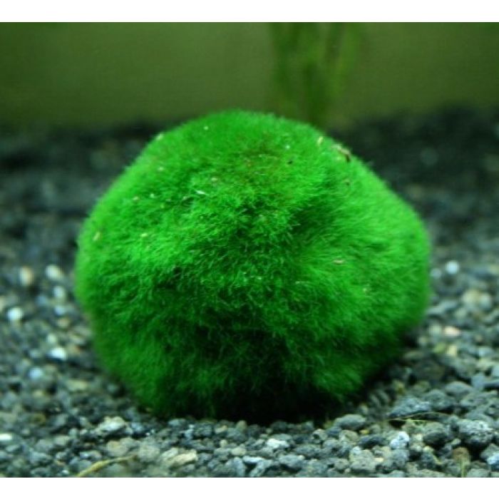 Marimo - Cladophora Small 2-3cm