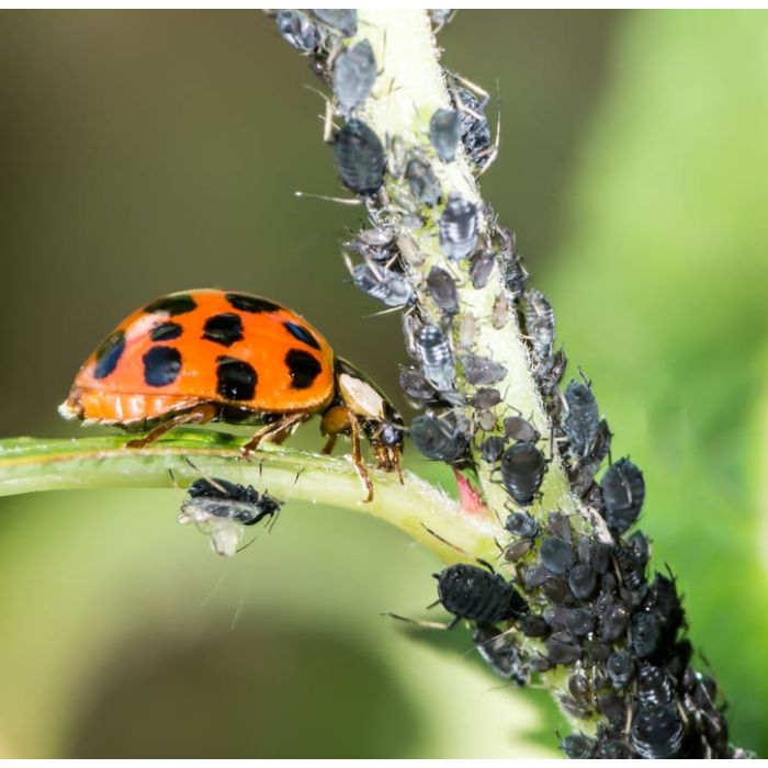 Coccinelle - Adalia bipunctata