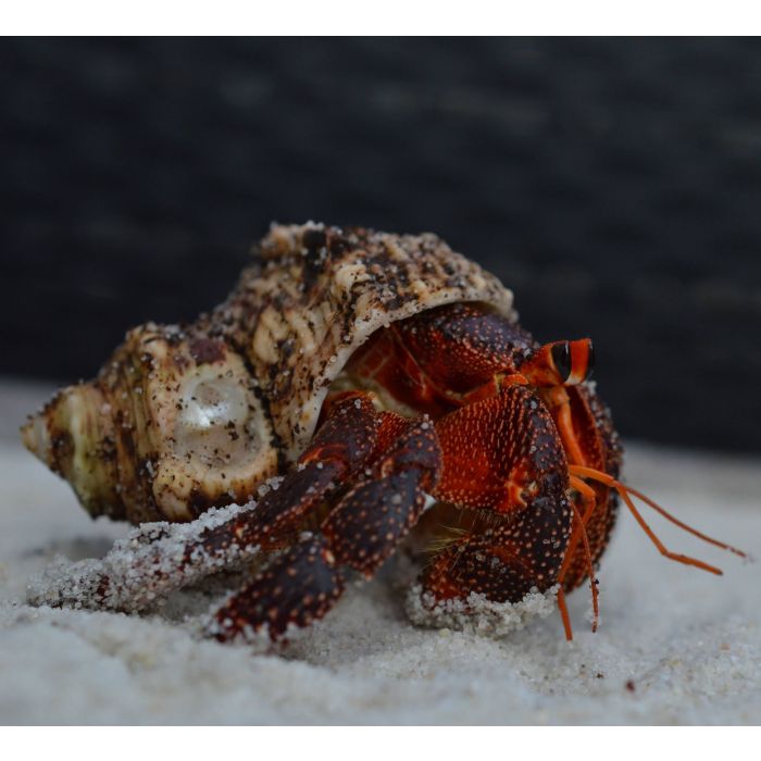 Coenobita Perlatus 'Black Morph' - Taglia Large