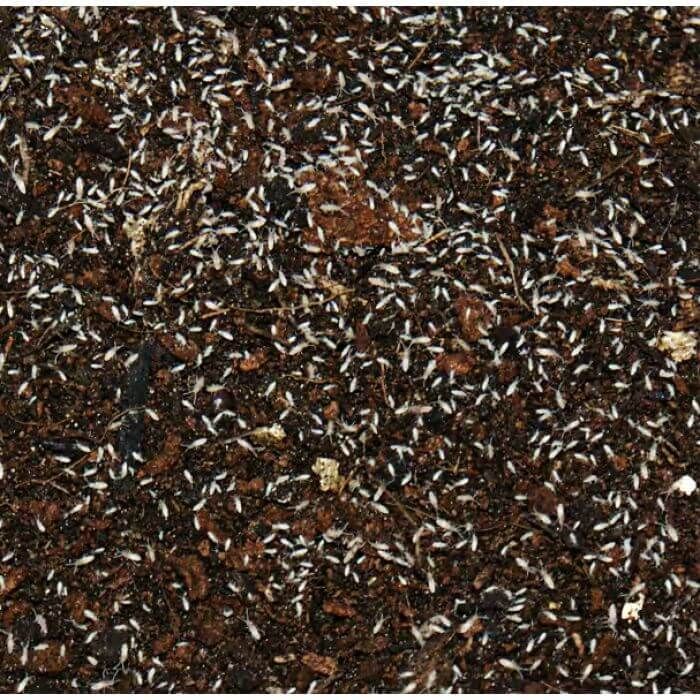 Colonia di Collemboli tropicali