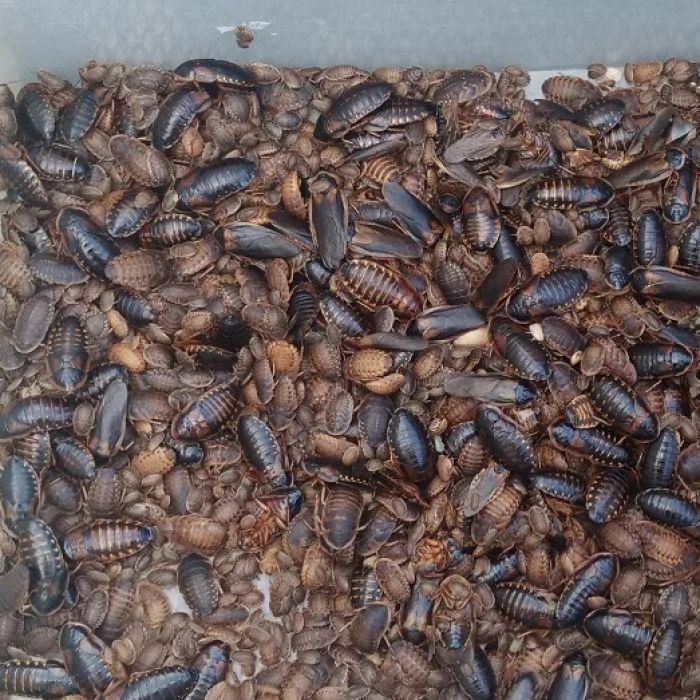 Colonia Intera da 1kg di Blatte dubia - Circa 2000 pezzi