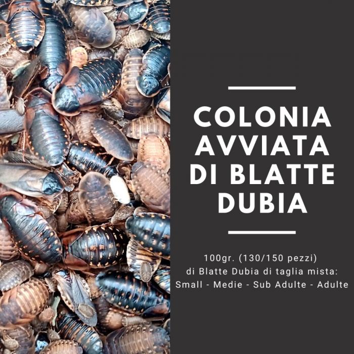 Colonia avviata di Blatte Dubia