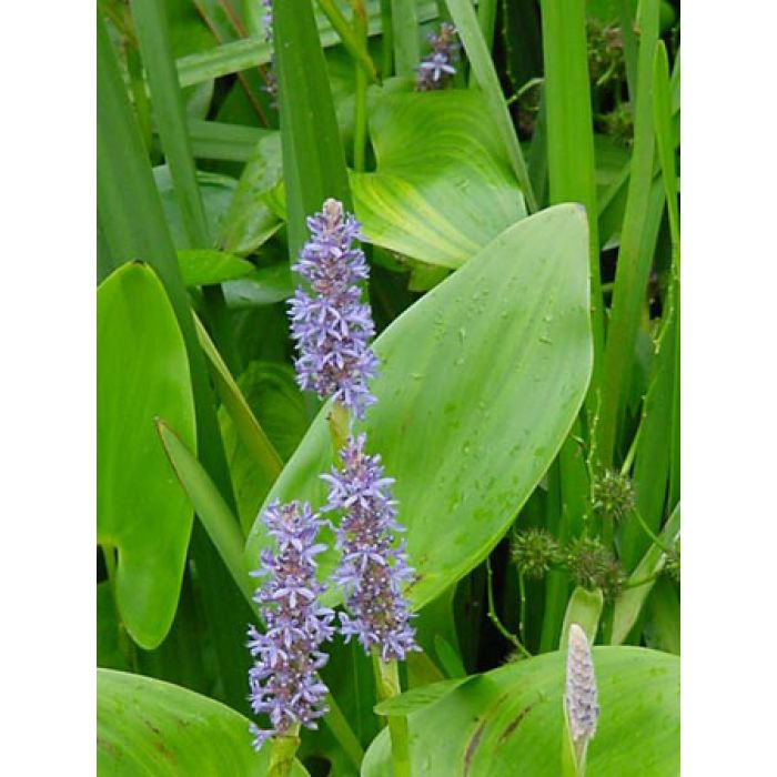 Pontederia cordata