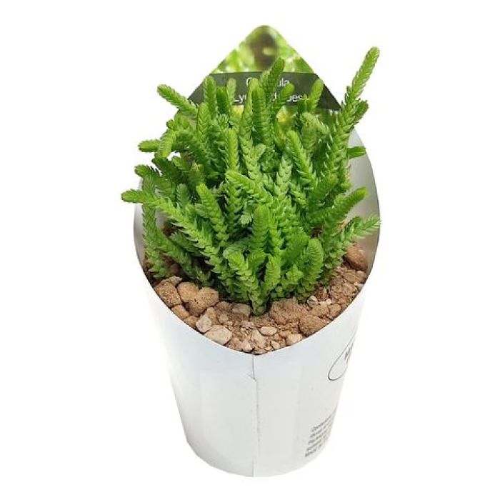 Crassula lycopodioides