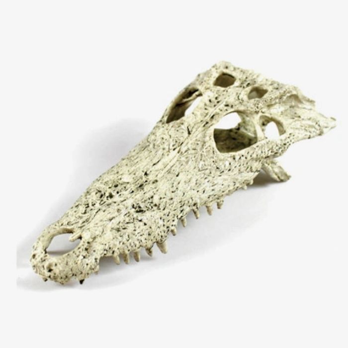 Dr.Raptor Crocodile Skull