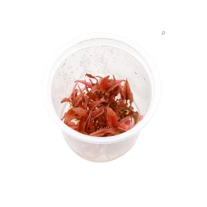 Cryptocoryne wendtii "Pink Panther" in vitro