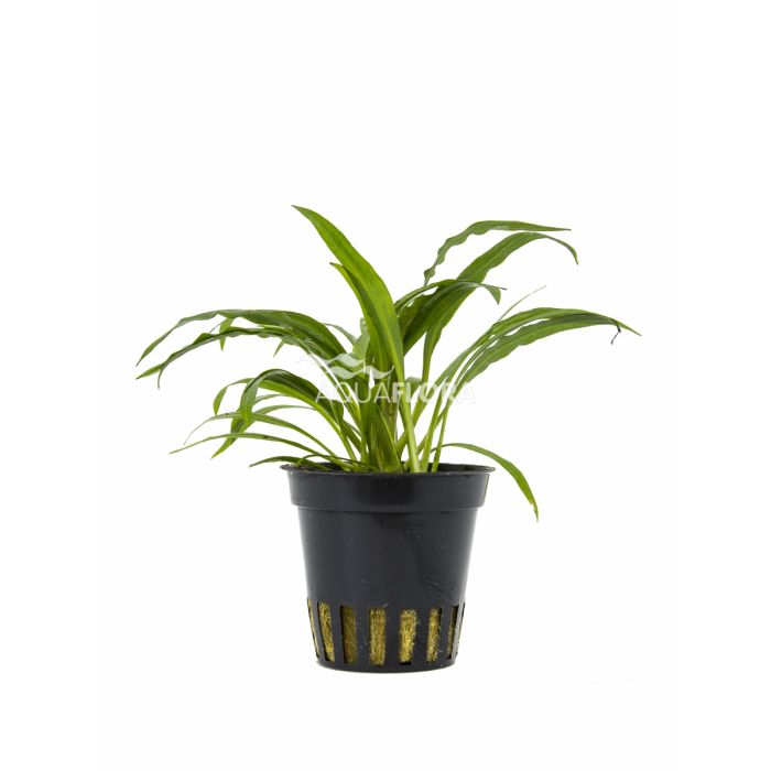 Cryptocoryne albida (costata)