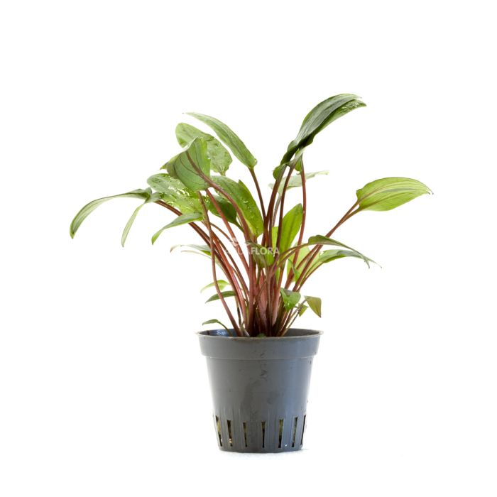 Cryptocoryne beckettii 'Viridifolia' - Aquaflora