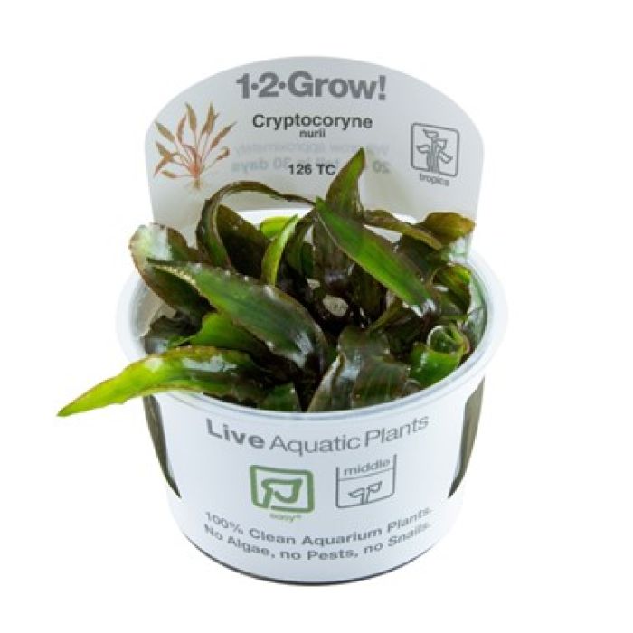 Tropica Cryptocoryne nurii 1-2-Grow!