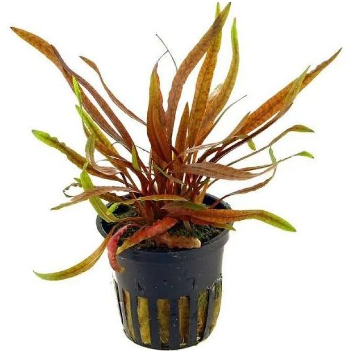 Aquaflora - Cryptocoryne spiralis "Tiger"