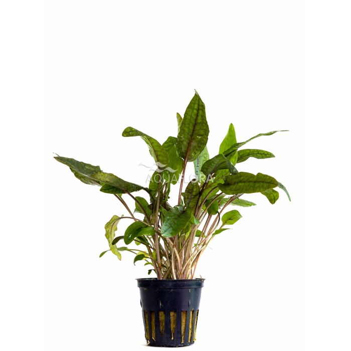 Cryptocoryne "Tropica"