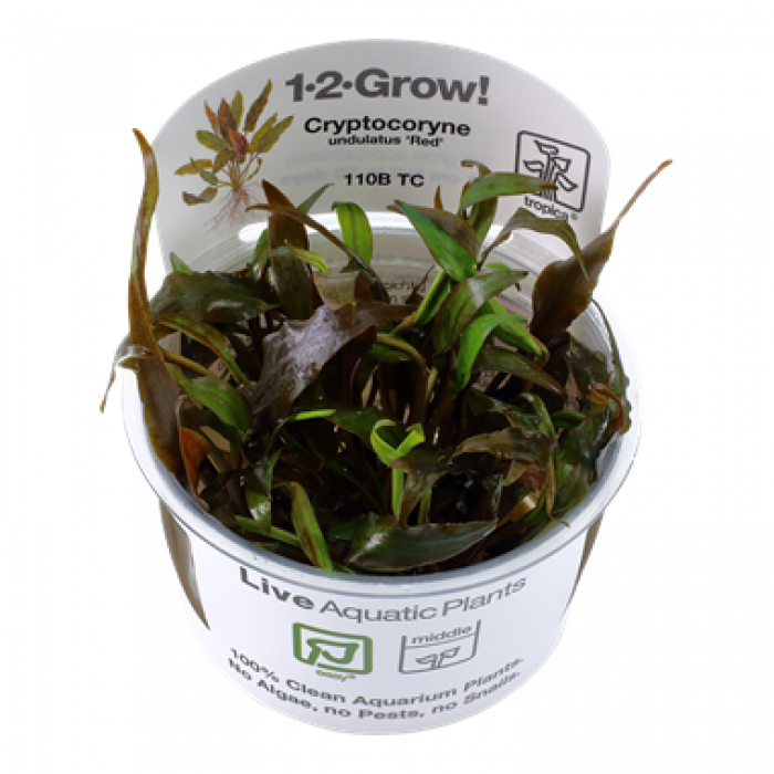 Tropica Cryptocoryne undulatus 'Red' 1-2-Grow!