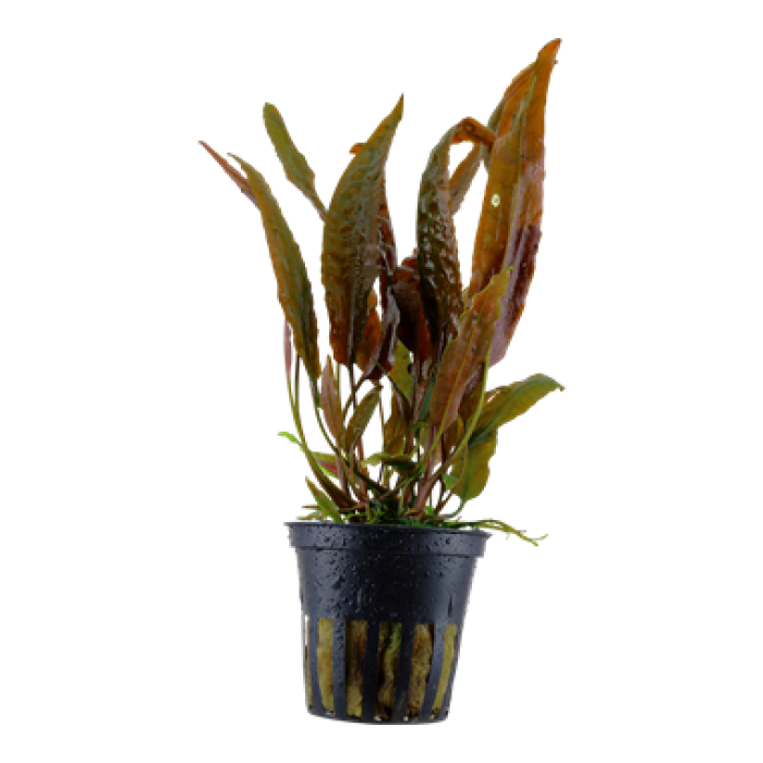 Tropica - Cryptocoryne usteriana