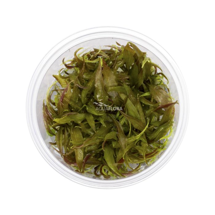 Aquaflora - Cryptocoryne usteriana in vitro