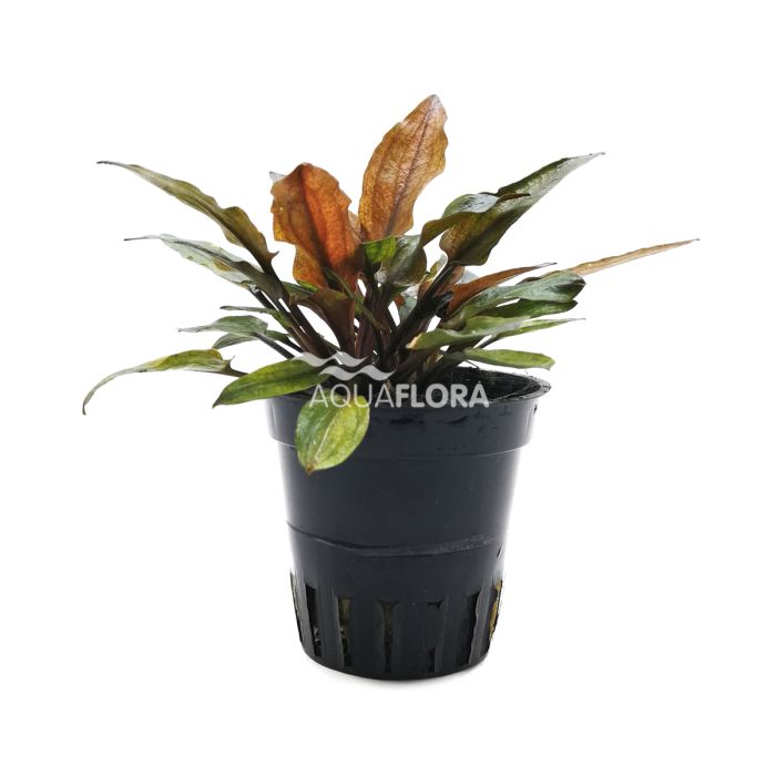 Cryptocoryne wendtii Flamingo
