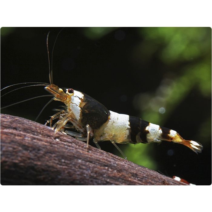 Caridina sp.Cantonensis Taiwan Bee Crystal Black - 3 esemplari