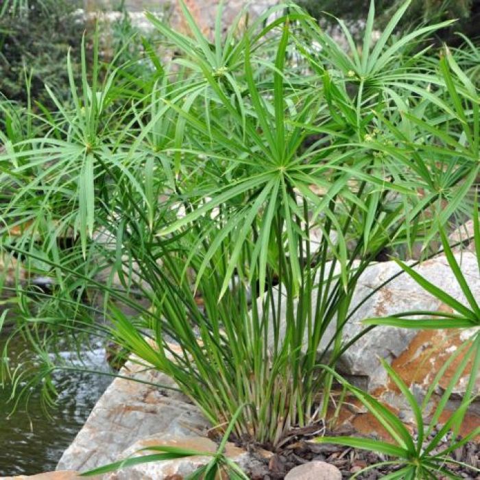 Cyperus alternifolius