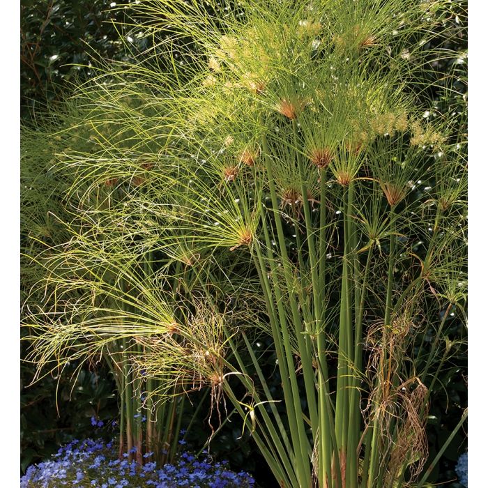 Cyperus Papyrus - Papiro egiziano