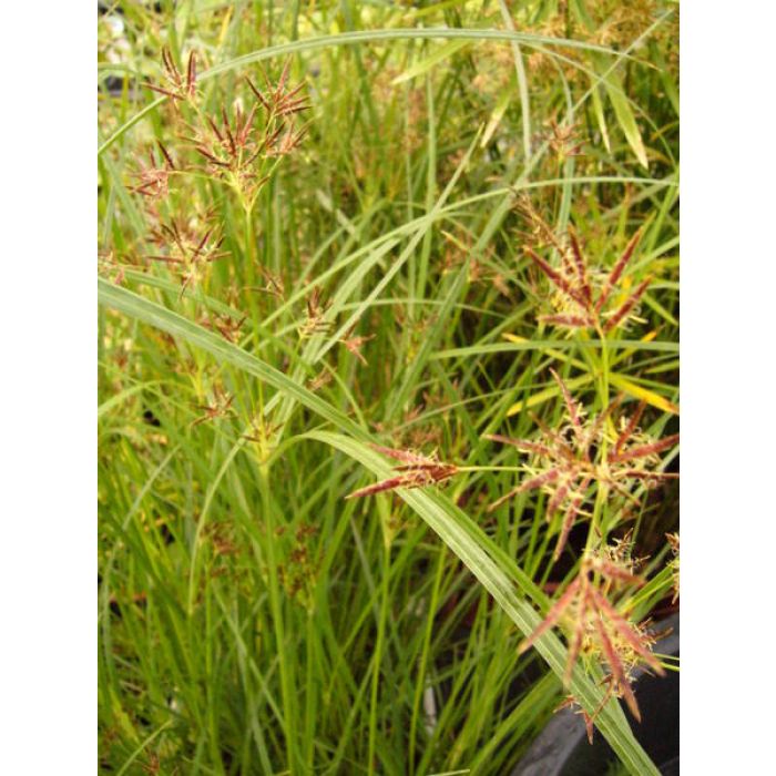 Cyperus Longus