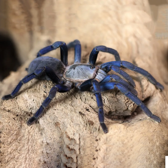 Cyriopagopus lividus