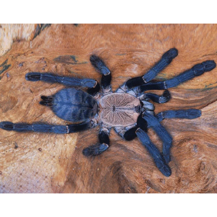 Cyriopagopus sp. hati hati