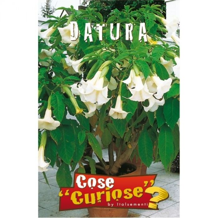 Semi di Datura