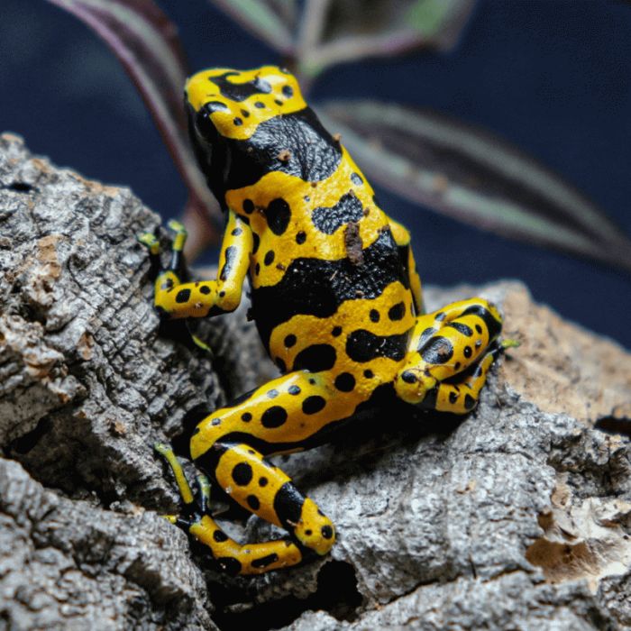 Dendrobates Leucomelas