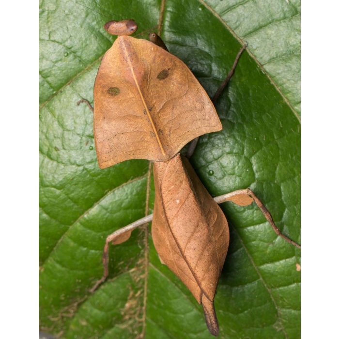 Deroplatys desiccata - Mantide Gigante della Malesia