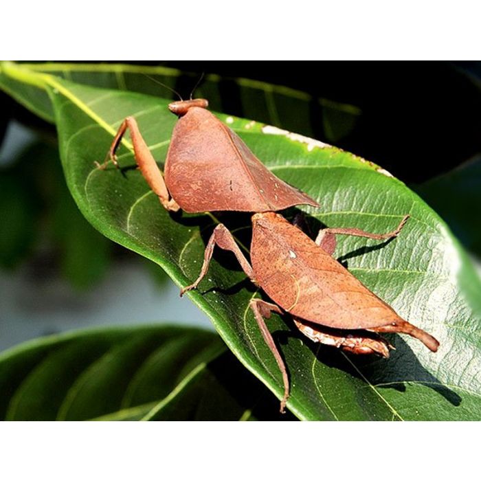 Deroplatys desiccata COPPIA SUBADULTA - Mantide Gigante della Malesia